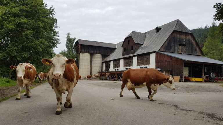 Bauernhof freilaufende Kühe